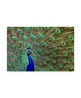 Galloimages Online 'Peacock Proud' Canvas Art