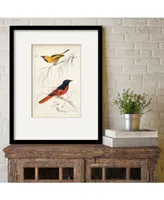 Courtside Market D'Orbigny Birds Viii 16" x 20" Framed and Matted Art