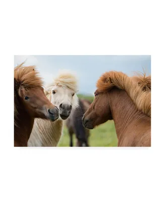 David Ayash Horses in Iceland Canvas Art