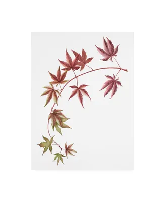 Deborah Kopka Japanese Maple on White Canvas Art - 36.5" x 48"