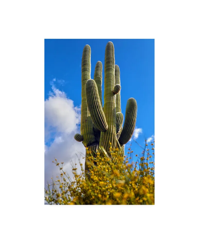 Mitch Catanzaro Saguaro Canvas Art