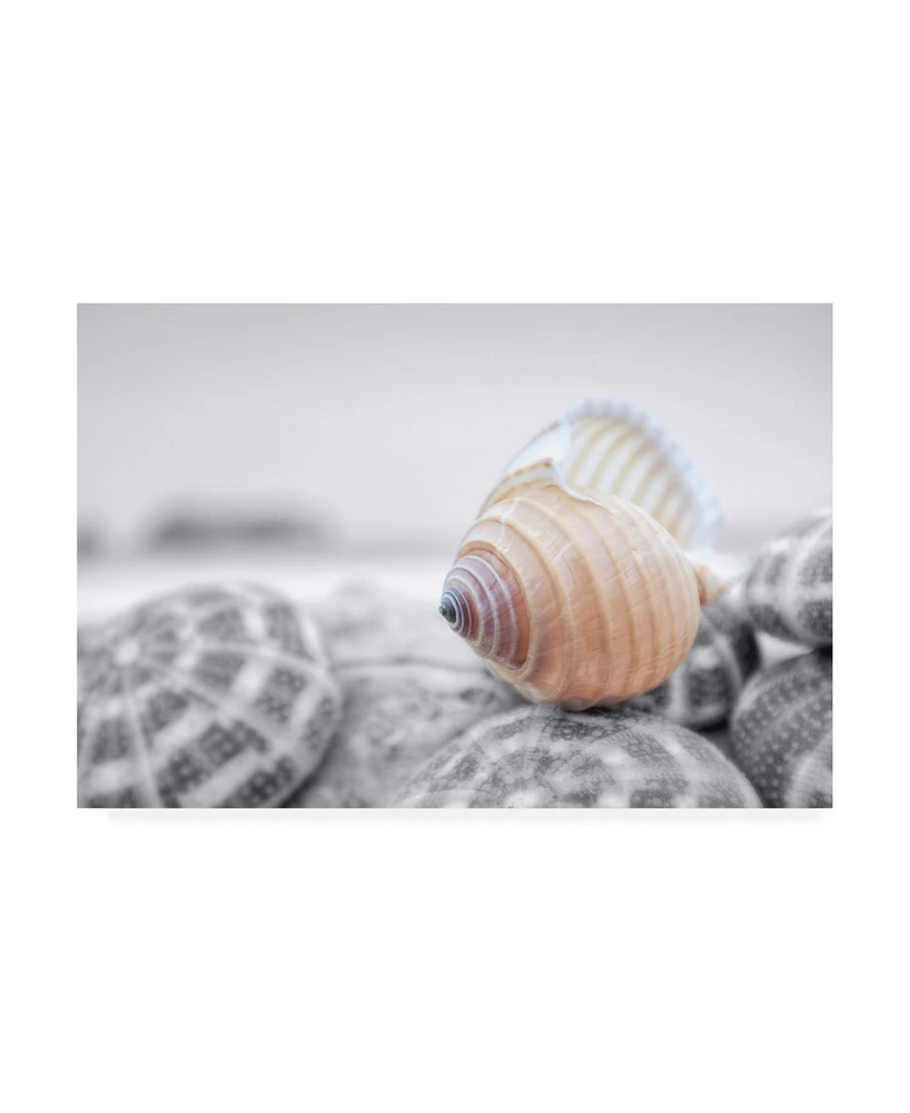 Alan Blaustein Crescent Beach Shells 15 Canvas Art - 19.5" x 26"