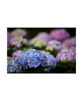 Kurt Shaffer Blooming Hydrangea Canvas Art - 37" x 49"