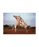 Xavier Ortega Horses Fighting Canvas Art