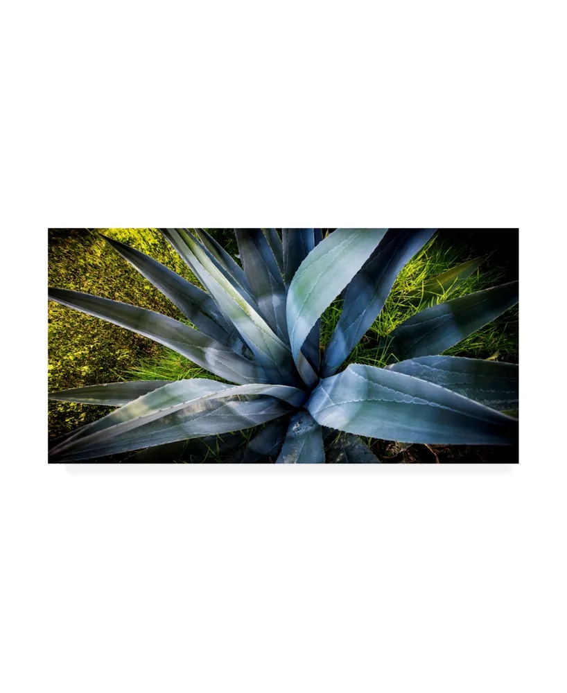 Dan Ballard Agave Canvas Art