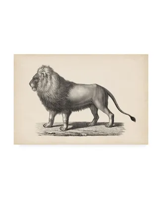 Brodtmann Brodtmann Lion Canvas Art
