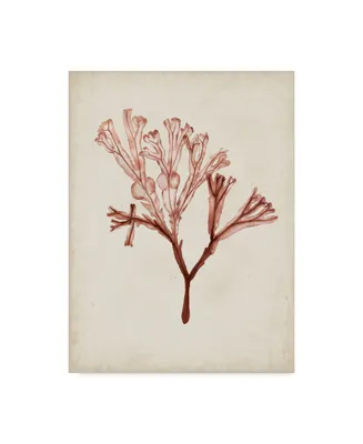 Naomi Mccavitt Seaweed Specimens V Canvas Art - 15" x 20"