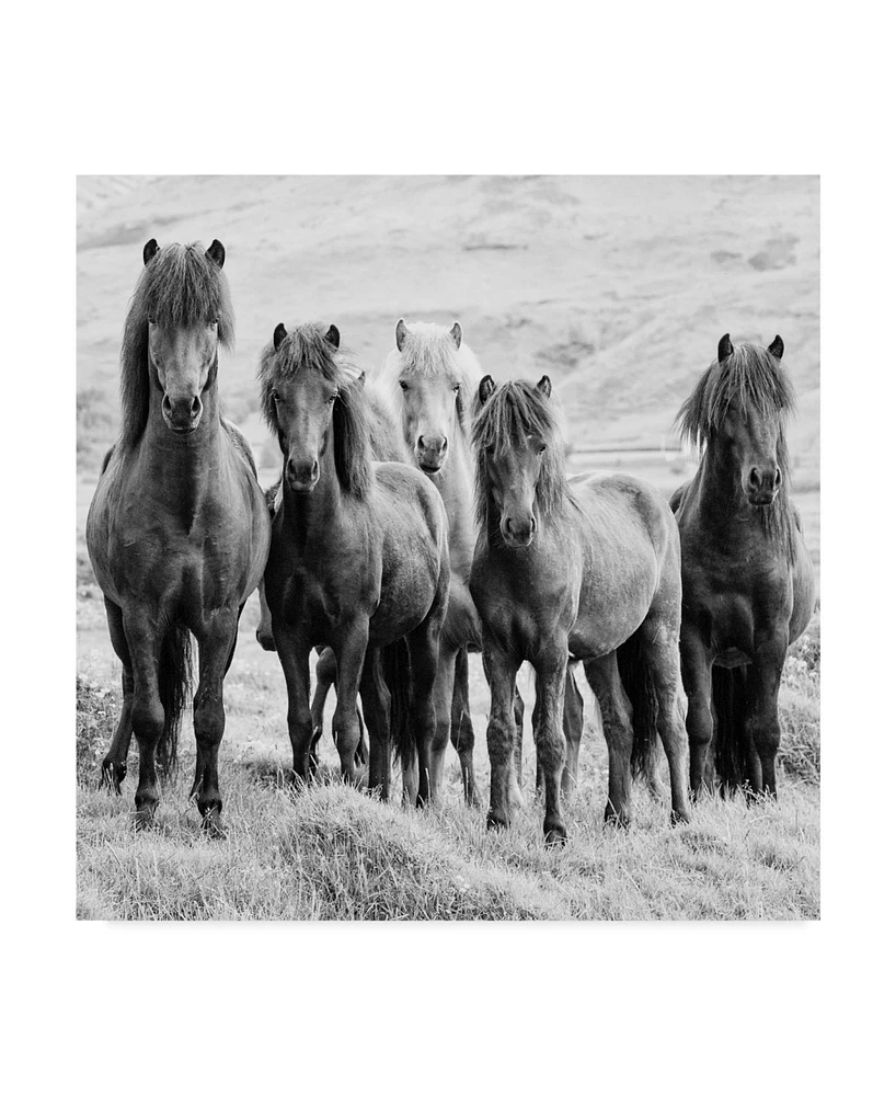 Ph Burchett Black and White Horses Viii Canvas Art