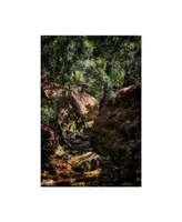 Pixie Pics Brush Forest Path Canvas Art - 37" x 49"