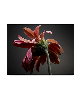 James Mcloughlin Studio Flowers Iv Canvas Art - 20" x 25"