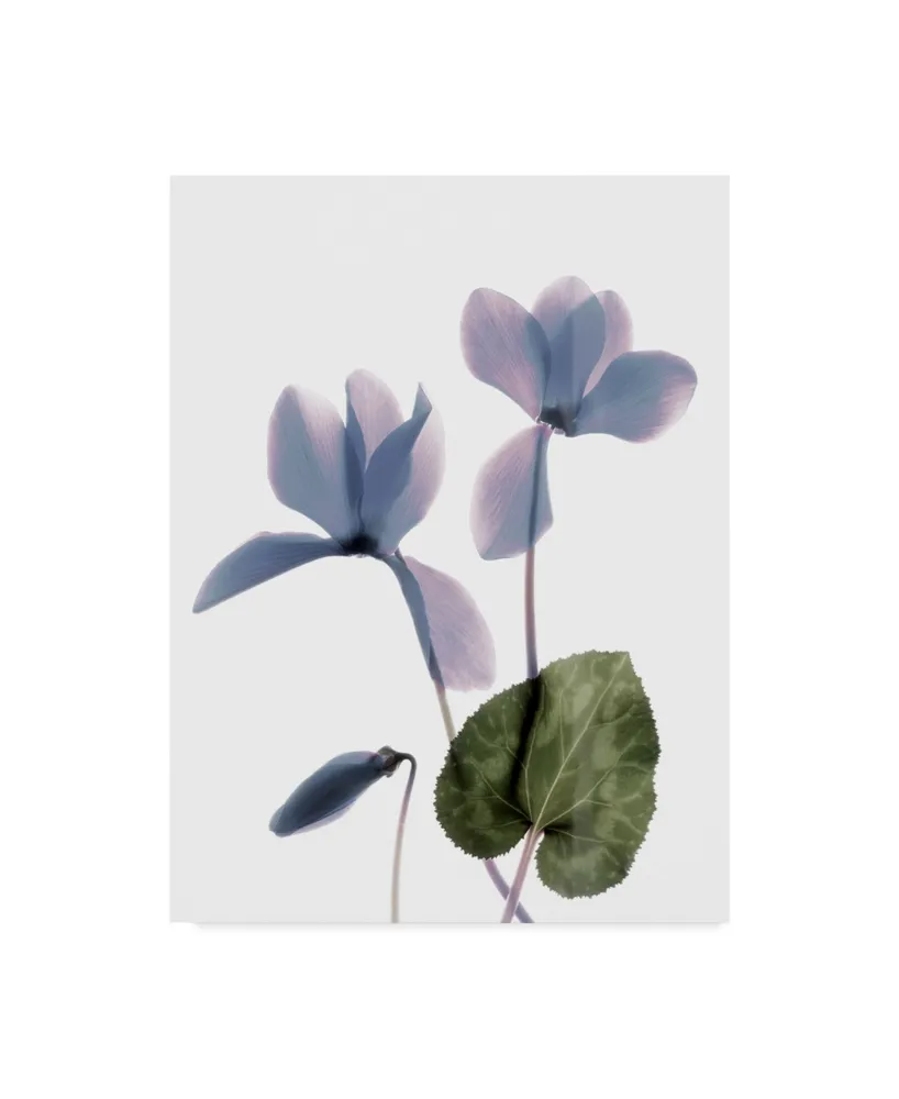 Judy Stalus Xray Cyclamen Canvas Art