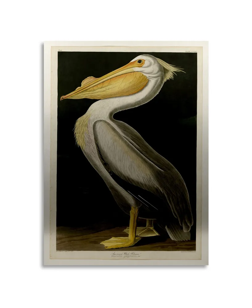 John James Audubon American White Pelican Floating Brushed Aluminum Art - 22" x 25"