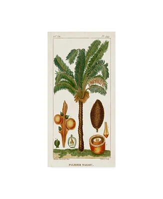 Turpin Turpin Exotic Palms Vii Canvas Art - 20" x 25"