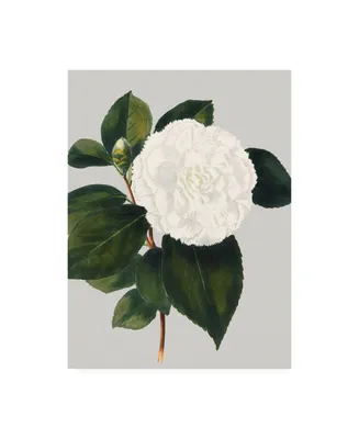 Vision Studio Camellia Japonica Ii Canvas Art - 37" x 49"