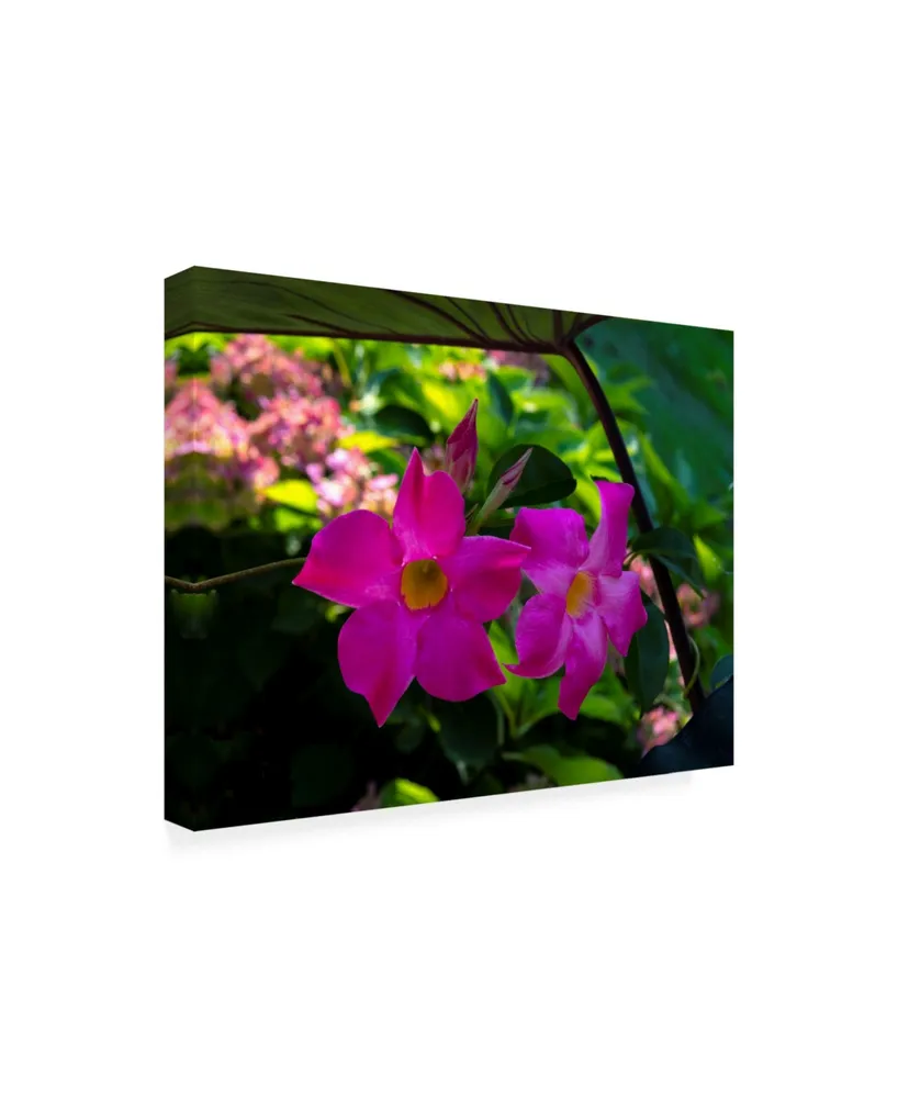 Kurt Shaffer Photographs Pinks and greens of Spring Canvas Art