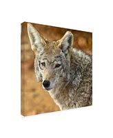 Mitch Catanzaro Coyote in the Desert Canvas Art - 19.5" x 26"