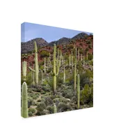 Mitch Catanzaro Santa Catalina Mountains Canvas Art - 15.5" x 21"