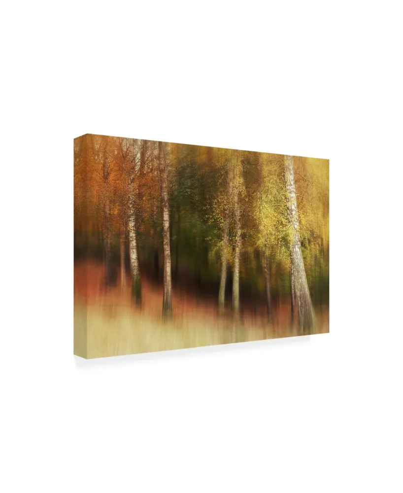 Gustav Davidsson Autumn Colors Birches Canvas Art - 20" x 25"