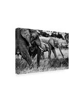 Vedran Vidak Elephant Family Amboseli Canvas Art - 37" x 49"