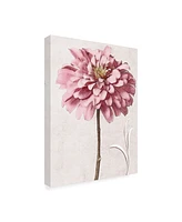 Christine Zalewski Pink Zinnia Ii Canvas Art