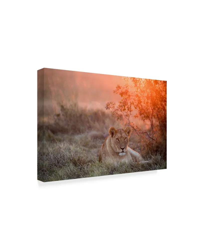 Alessandro Catta Sunset Lioness Canvas Art