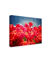 Rachel Perry Fuchsia Tulips I Canvas Art - 20" x 25"