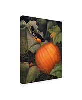 Marcia Matcham Oriole and Pumpkin Canvas Art