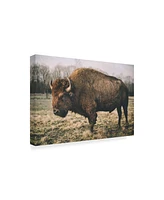 Adam Mead Solitary Bison Iv Canvas Art - 37" x 49"