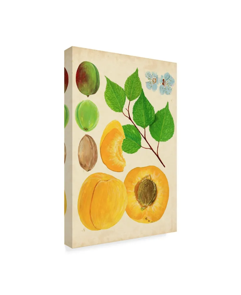 Melissa Wang Apricot Study Ii Canvas Art