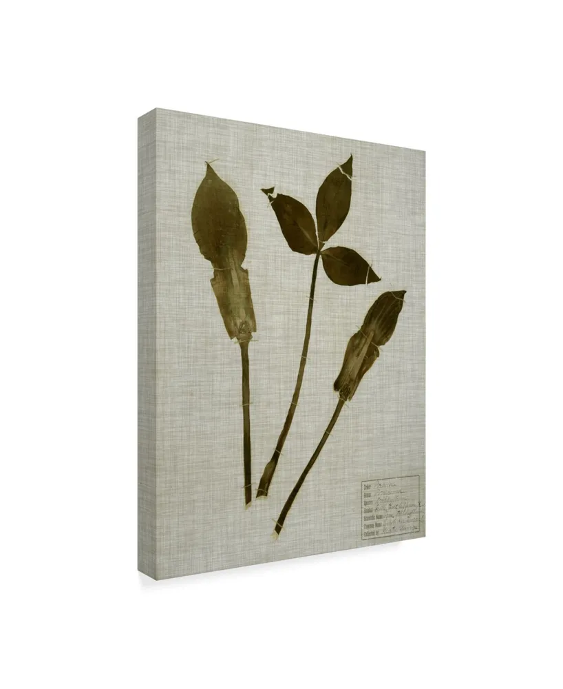 Vision Studio Pressed Leaves on Linen Iv Canvas Art