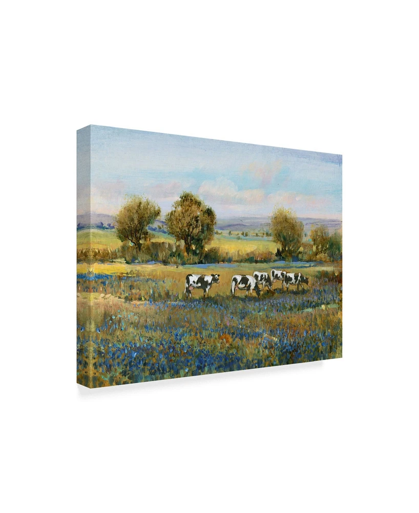 Tim Otoole Field of Cattle I Canvas Art - 20" x 25"