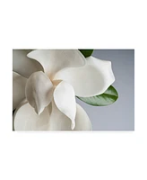 PhotoINC Studio Magnolia White and Gray Canvas Art - 27" x 33.5"