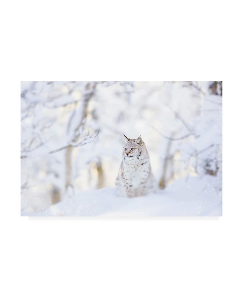 PhotoINC Studio Snow lynx Canvas Art - 36.5" x 48"