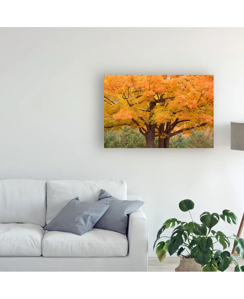 Monte Nagler Maple Tree in Autumn Big Bay Michigan Color Canvas Art - 37" x 49"