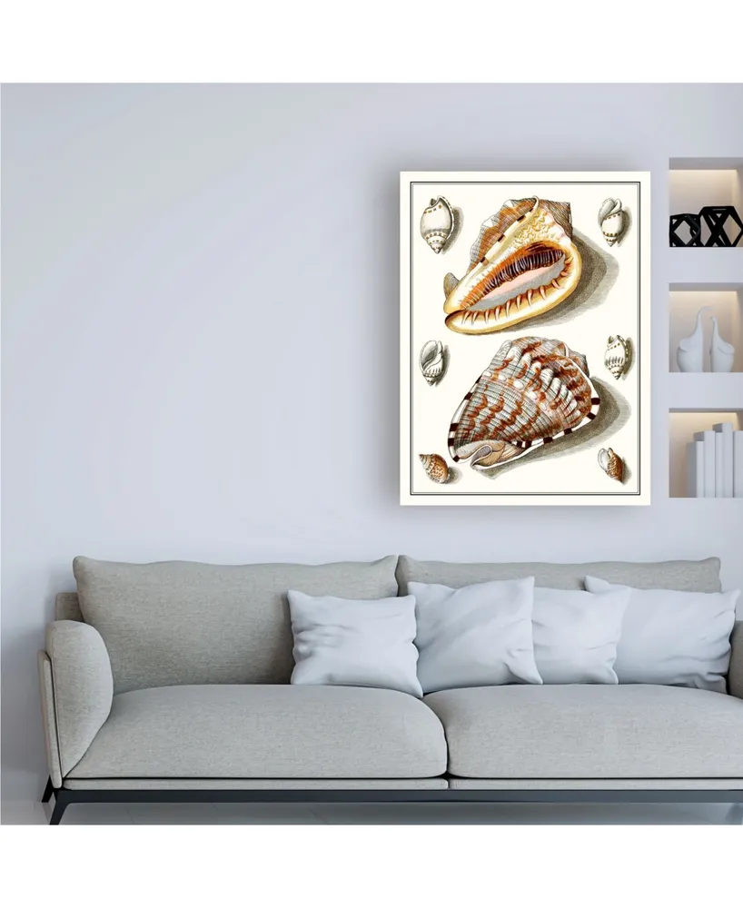 Vision Studio Collected Shells Iv Canvas Art