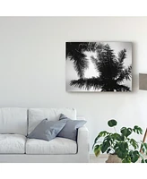 Debra Van Swearingen Palm Tree Looking Up I Canvas Art - 37" x 49"