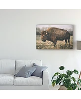 Adam Mead Solitary Bison Iv Canvas Art - 37" x 49"