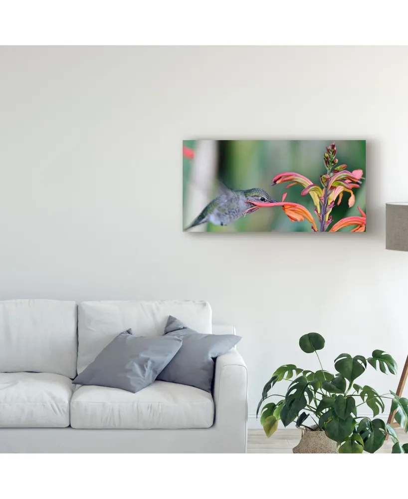 American School Humming Bird Closeup Canvas Art