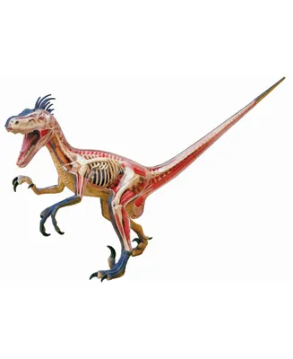 4D Master 4D Vision Velociraptor Anatomy Model