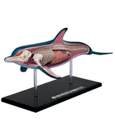 4D Master 4D Vision Dolphin Anatomy Model