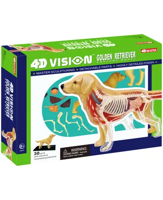 4D Master 4D Vision Golden Retreiver Anatomy Model