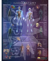 Flipo Human Anatomy Interactive Wall Chart
