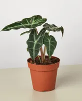 Alocasia Polly 'African Mask' Live Plant