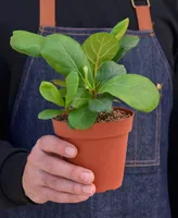 Fiddle Leaf Fig Ficus Lyrata Live Plant