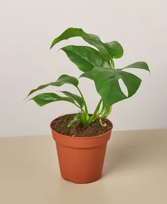 Philodendron Mini Monstera Minima Live Plant, 4" Pot