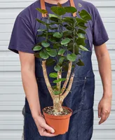 Aralia Fabian Stump 'Polyscias Scutellaria' Live Plant, 6" Pot