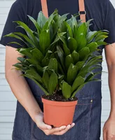 Dracaena 'Janet Craig' Live Plant, 6" Pot