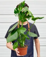 House Plant Shop Philodendron 'Monstera' Live Plant, 6" Pot