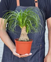 Palm 'Ponytail' Live Plant, 6" Pot