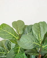 Nearly Natural 6' Fiddle Leaf Fig Tree